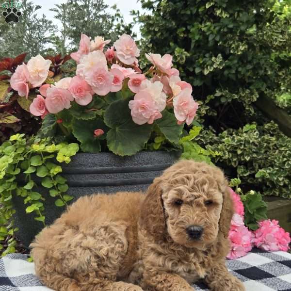 Trixie, Mini Goldendoodle Puppy
